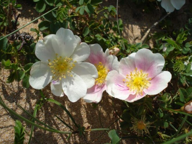 Fleur © charlotte 78 Fleur © charlotte 78