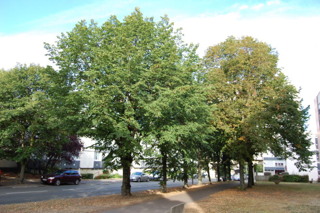 Auprès de mes arbres