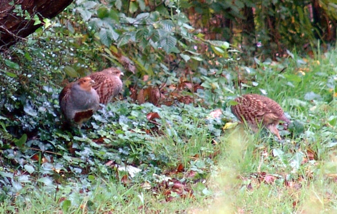Poules faisanes réfugiées dans un jardin lors de la chasse Poules faisanes réfugiées dans un jardin lors de la chasse