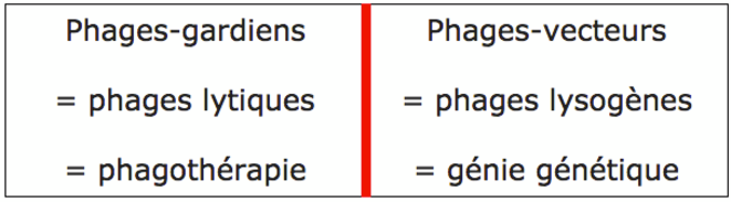 Phages-gardiens versus phages-vecteurs © Christian Bois Phages-gardiens versus phages-vecteurs © Christian Bois
