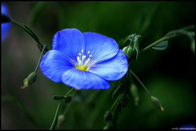 fleur-bleue