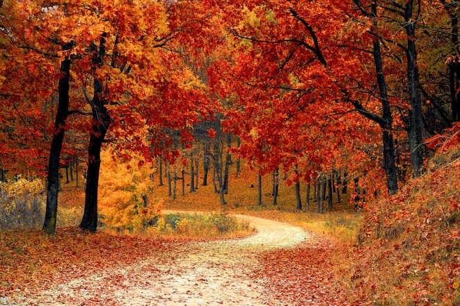fall-1072821-960-720