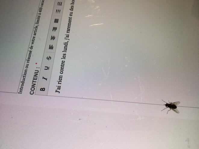 La mouche tous les jours La mouche tous les jours