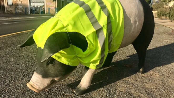 Le cochon de l'Auberge de la Truffe à Sorges soutient le mouvement des gilets - France Bleu