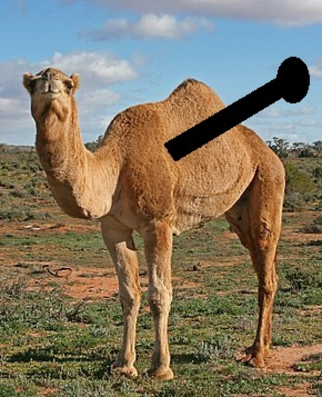 290px-07-camel-profile-near-silverton-nsw-07-07-2007