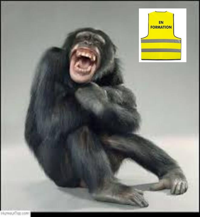 singe-rieur-gj
