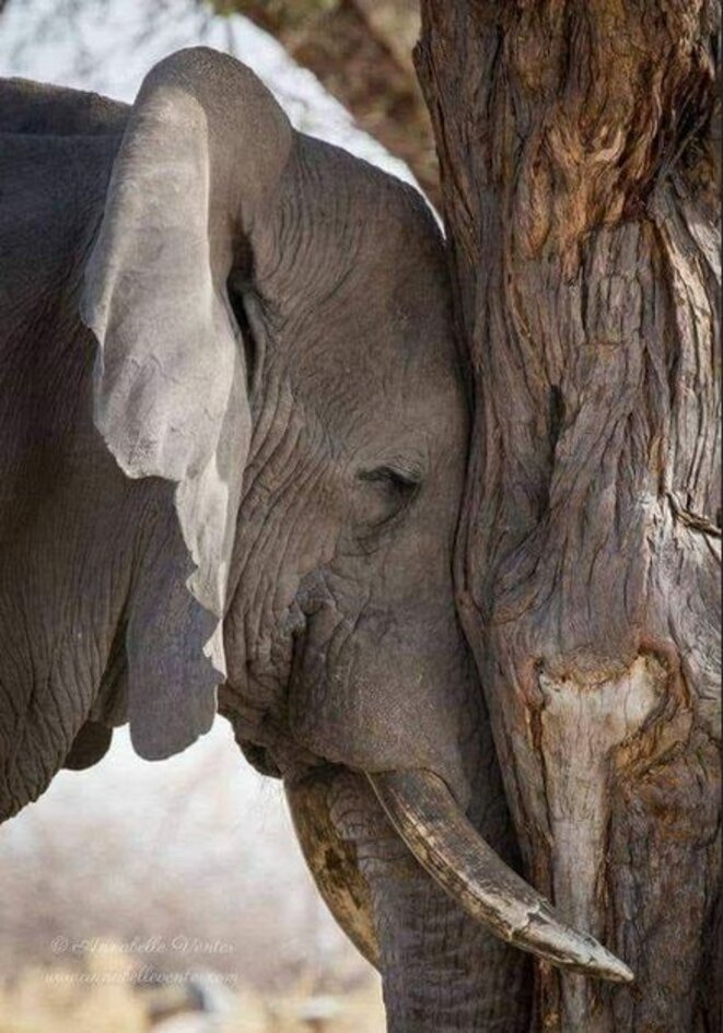 un-elephant-en-communion-avec-un-arbre