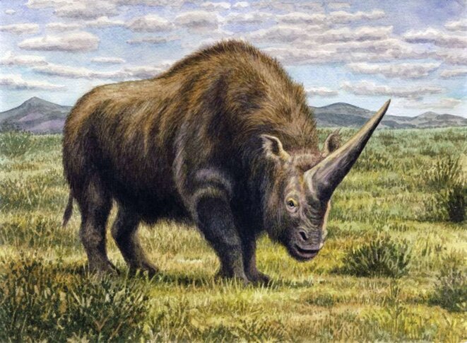 5e555d6680-50144523-elasmotherium-sibiricum-willemsvdmerwe-deviantart
