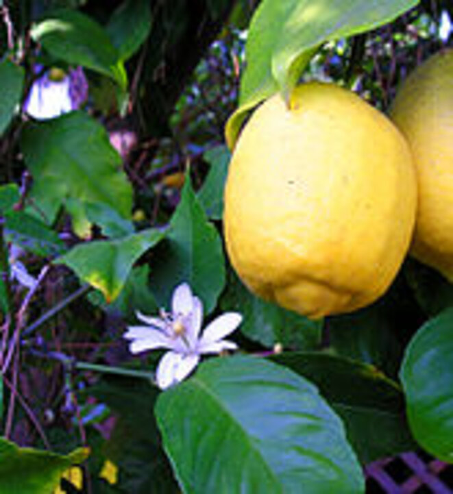 Fleur et fruit de citron © wikipedia Fleur et fruit de citron © wikipedia