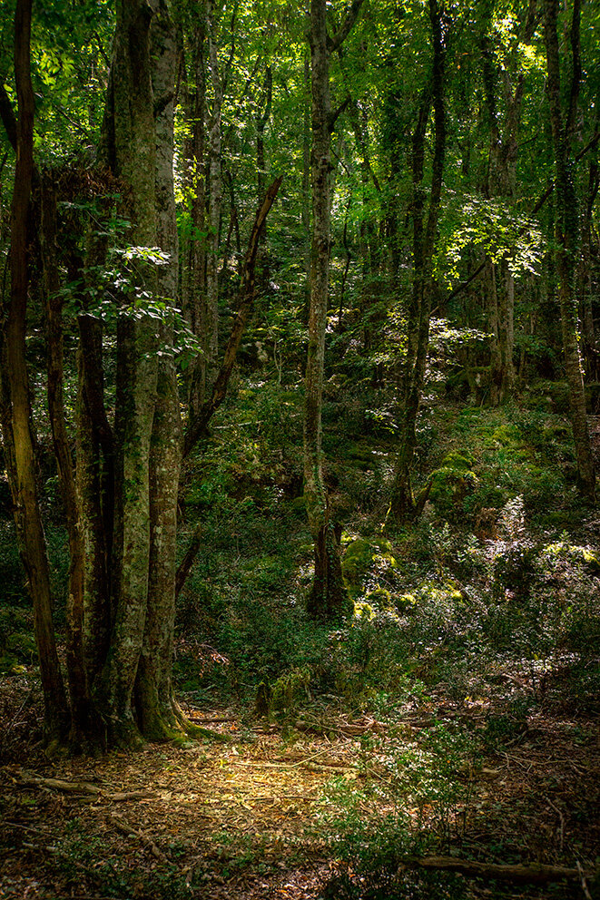 Nos forêts prises en otage.