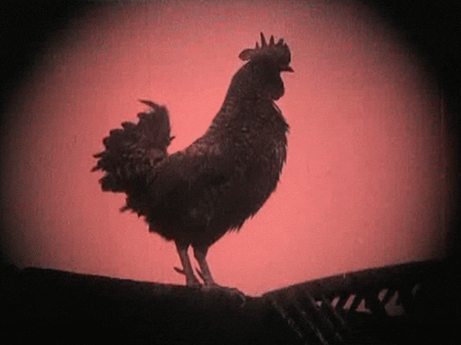 coq
