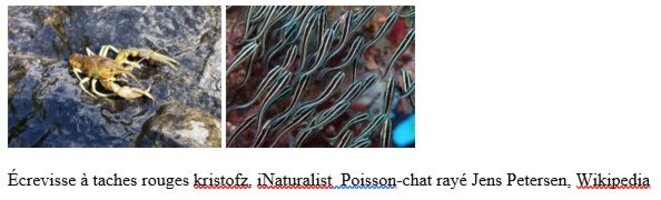 ecrevisses-poissons-chat
