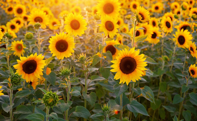 tournesols-justes