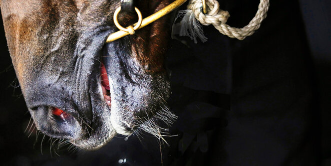 (20) Frantisek Zvardon meets... Jolly Jumper