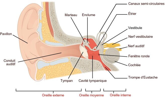 Anatomie sommaire de l'oreille Anatomie sommaire de l'oreille