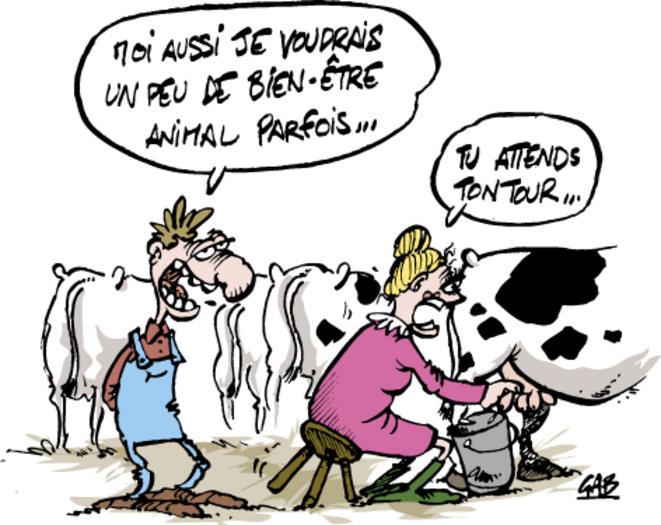 lv-bien-etre-vache