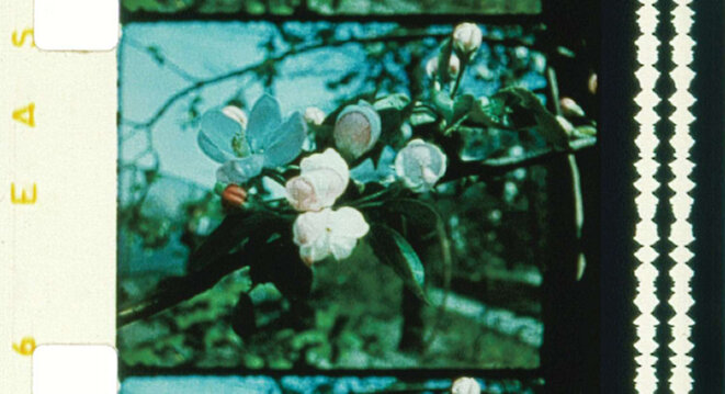 Jonas Mekas, Walden (États-Unis, 1969) Jonas Mekas, Walden (États-Unis, 1969)