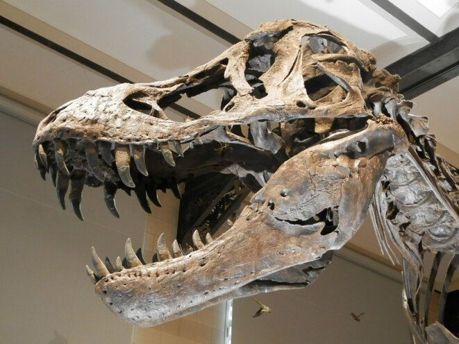 Dinosaure présumé - circa 200 millions d'années. Dinosaure présumé - circa 200 millions d'années.
