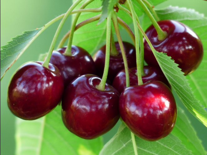 capture-cerises-1-1