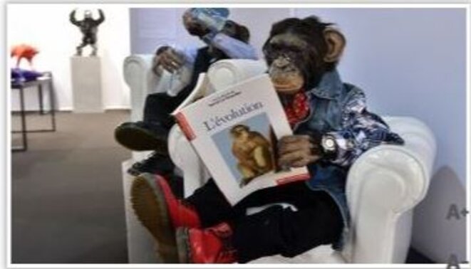 des-singes-en-train-de-lire