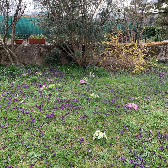 Comme un oiseau sans elle