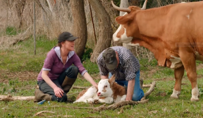 vache-1