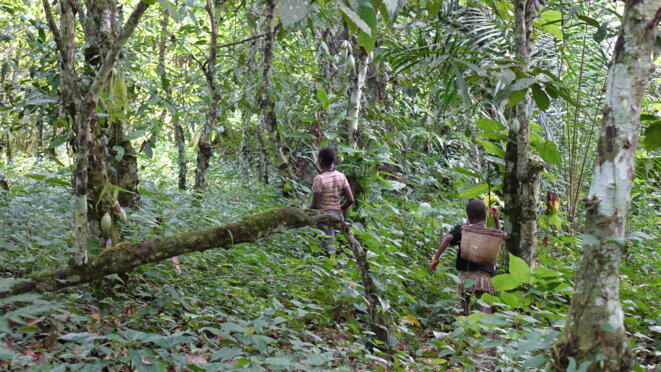 Des habitants de la forêt de Messok-Dja. © Survival International