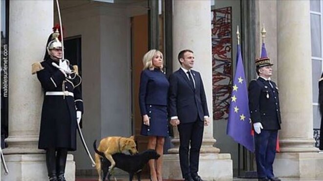 meme-les-chiens-de-lelysee-se-relaxent