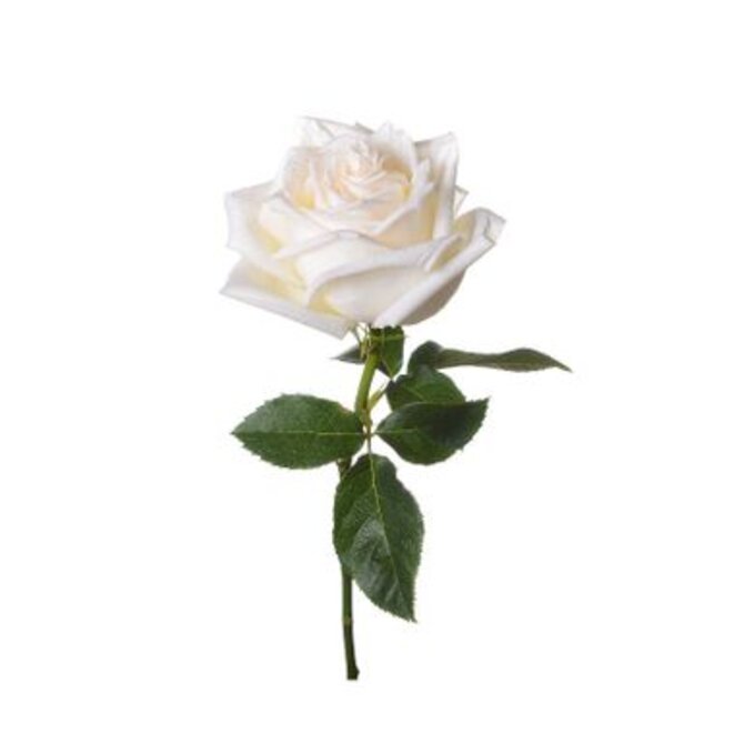 rose-blanche