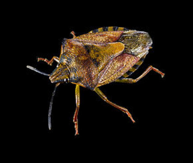 290px-carpocoris-purpureipennis-hd