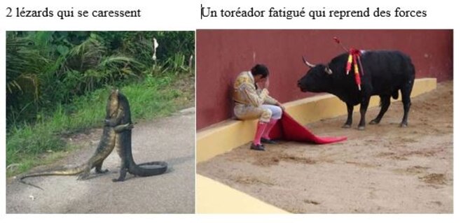 2-lezards-qui-se-caressent-un-toreador-fatigue-qui-reprend-des-forces