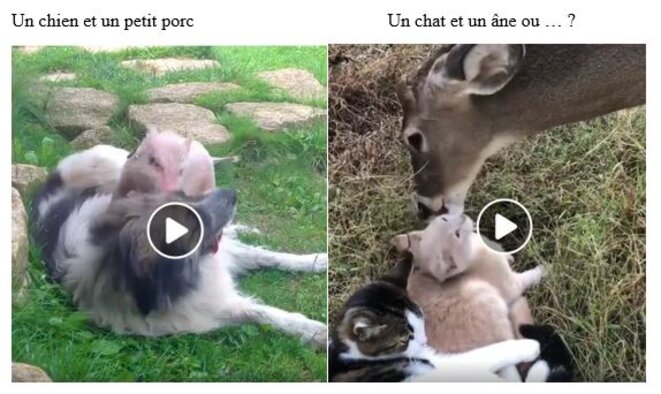 chien-porc-chat-ane