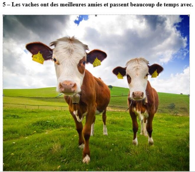 les-vaches-aiment-vivre-avec-leurs-amies