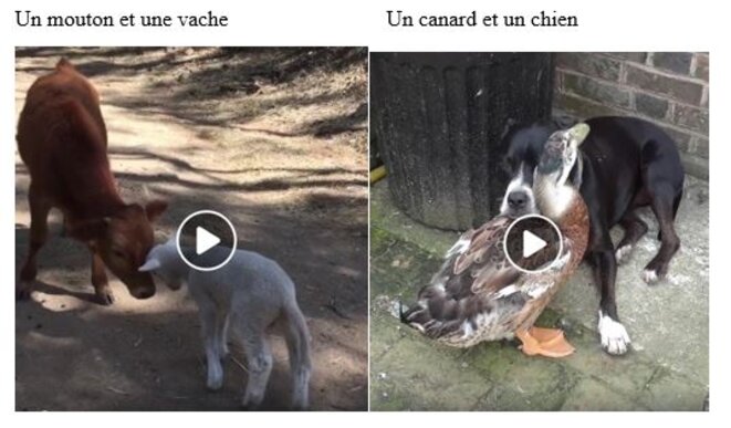 mouton-vache-canard-chien