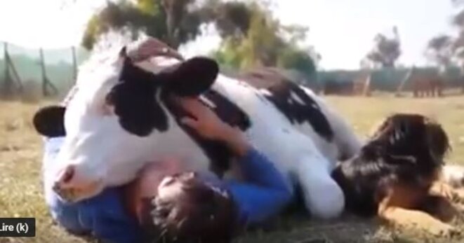 vache-homme-chien