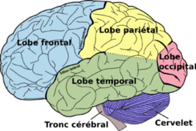 Les lobes externes du cerveau humain, le cervelet en bleu et le tronc cérébral en gris © Wikipedia