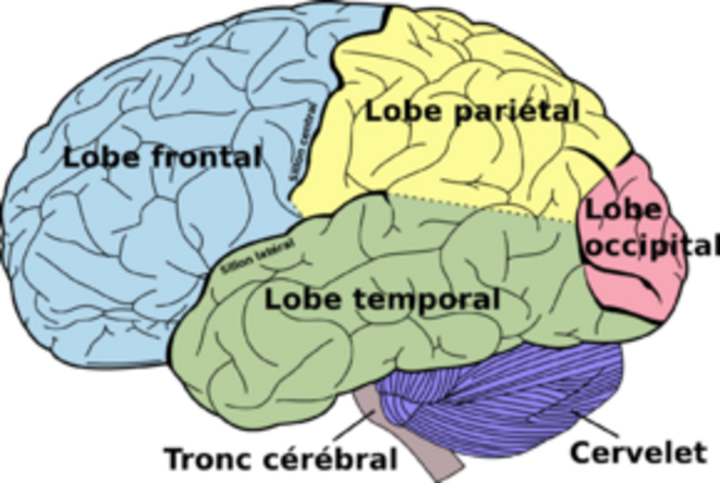 Les lobes externes du cerveau humain, le cervelet en bleu et le tronc cérébral en gris © Wikipedia Les lobes externes du cerveau humain, le cervelet en bleu et le tronc cérébral en gris © Wikipedia