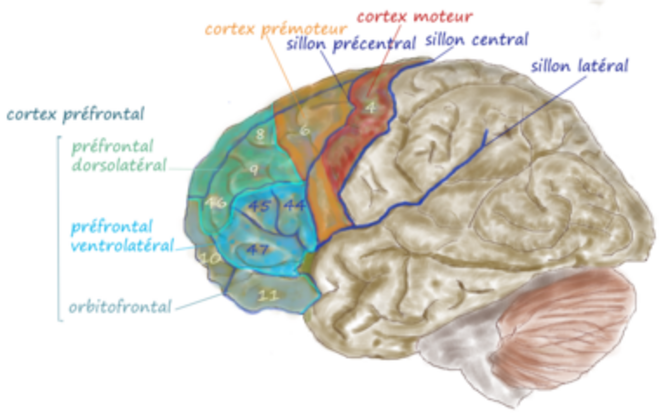 Vue latérale du lobe frontal © Wikipedia