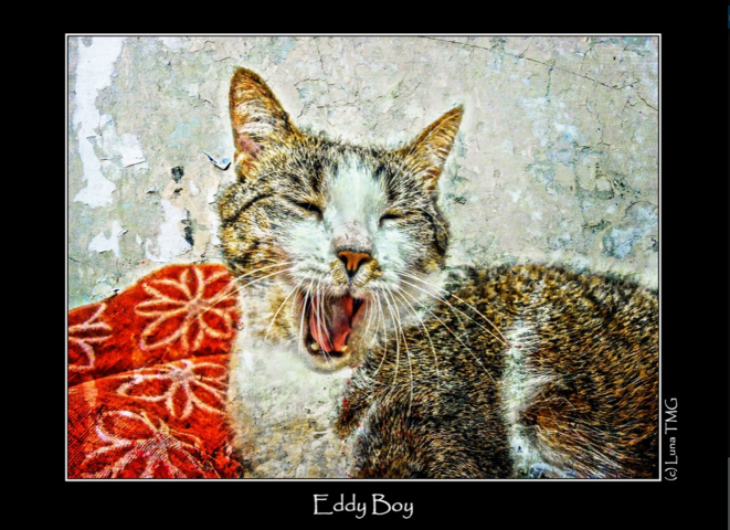Eddy Boy © Luna TMG Eddy Boy © Luna TMG
