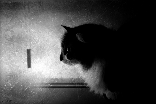 Myrtille © Luna TMG Myrtille © Luna TMG