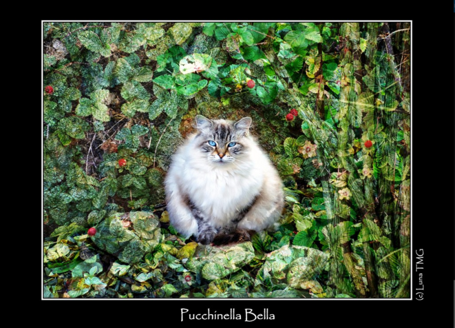 Pucchinella Bella © Luna TMG Pucchinella Bella © Luna TMG