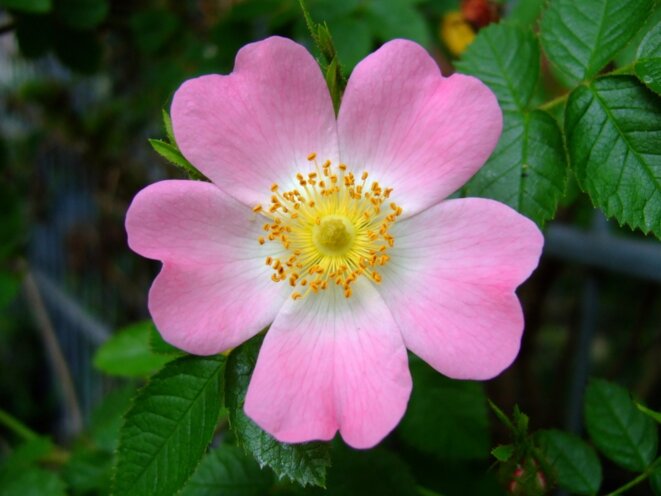 rosa-canina-c