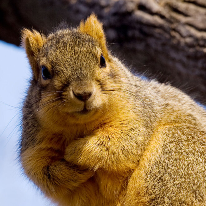 impatient-squirrel