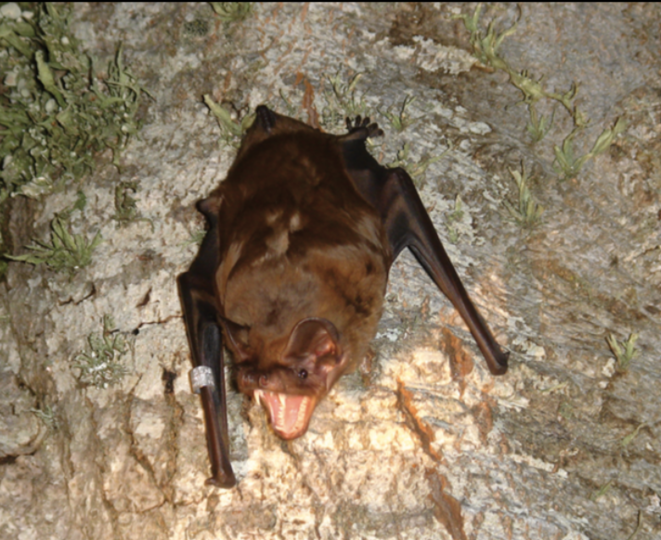 La grande noctule, chauve-souris particulièrement menacée par les mâts éoliens (Wikipédia). La grande noctule, chauve-souris particulièrement menacée par les mâts éoliens (Wikipédia).