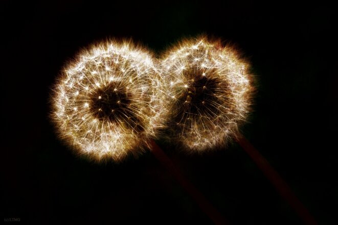 Dandelions / Pissenlits © Luna TMG