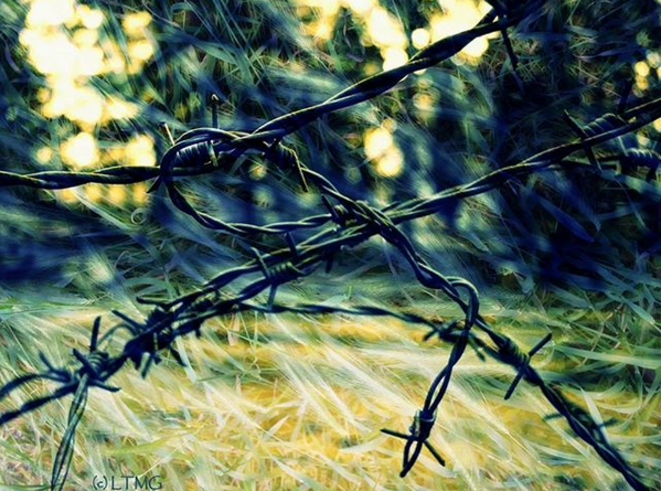 The scar / La cicatrice © Luna TMG The scar / La cicatrice © Luna TMG