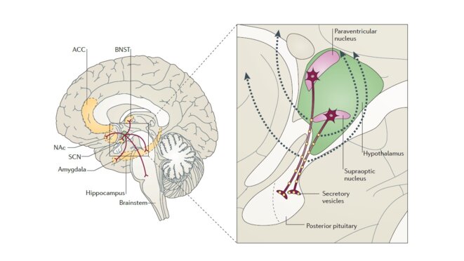 Figure 2. Neurophysiologie de l'ocytocine. L'ocytocine est sécrétée dans la neurohypohyse (en anglais, posterior pituitary). Elle agit sur diverses régions du cerveau, dont le noyau accumbens (NAc sur le schéma). A partir de Andreas Meyer-Lindenberg et al., Nat Rev Neurosci. 2011 Aug 19;12(9):524-38