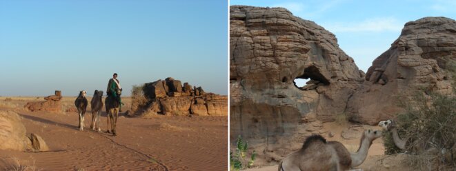Dans l'Aïr, à l'Ouest du Ténéré : récupération des trois dromadaires qui, bien qu’entravés, se sont échappés dans la nuit. Dromadaires au repos. (Niger) Dans l'Aïr, à l'Ouest du Ténéré : récupération des trois dromadaires qui, bien qu’entravés, se sont échappés dans la nuit. Dromadaires au repos. (Niger)