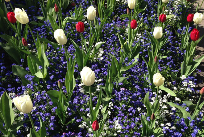 bulbes-vivaces-printemps-173154