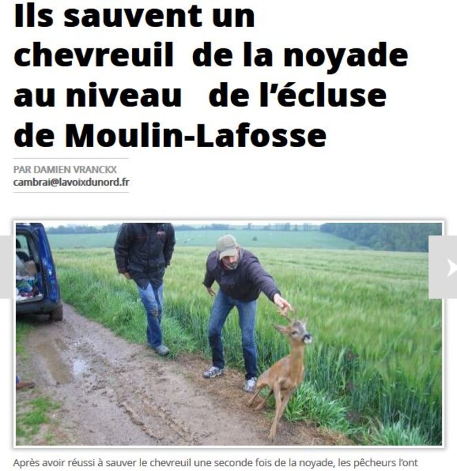 le-chevreuil-qui-ne-pige-pas-comme-me-lambert
